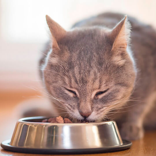 Gato cinza claro com olhos quase totalmente fechados, sentado, comendo ração no comedouro