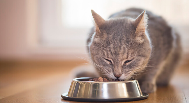 Gato cinza claro com olhos quase totalmente fechados, sentado, comendo ração no comedouro